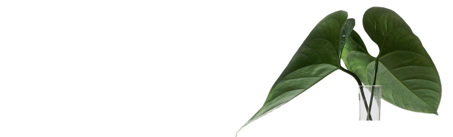 Sustainable Brand Growth Sustainable Brand Growth